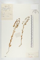 藏品(凹果菥蓂、遏藍菜)的圖片