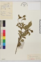 藏品(金鋼鼠李)的圖片