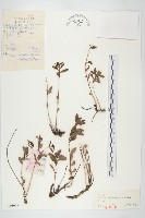 藏品(北景天)的圖片