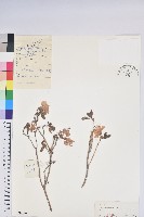 藏品(興安杜鵑，野杜鵑)的圖片