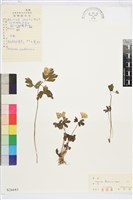 藏品(多被銀蓮花)的圖片