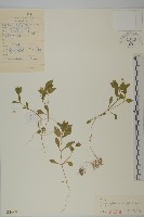 藏品(蔓假繁縷)的圖片