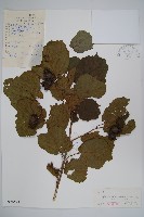 藏品(榛樹)的圖片