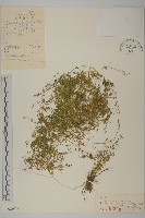 藏品(天蓬草、雀舌草)的圖片