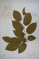 藏品(千金榆)的圖片