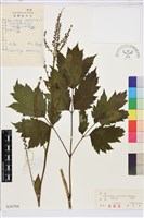 藏品(興安升麻)的圖片