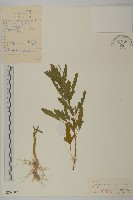 藏品(小葉藜)的圖片