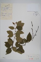 藏品(堅樺)的圖片