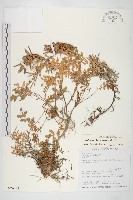 藏品(連明子、穀菜)的圖片