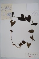 藏品(北馬兜鈴)的圖片