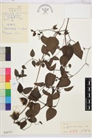 藏品(褐毛鐵線蓮)的圖片