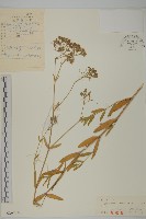 藏品(霞草、歐石頭花)的圖片