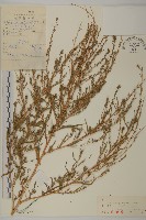 藏品(地膚、掃手草)的圖片