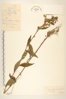 藏品(興安一枝黃花)的圖片