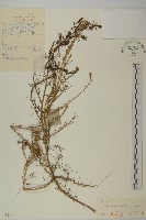 藏品(豬毛菜)的圖片