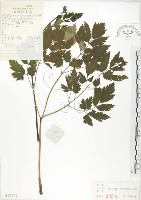 藏品(昇麻)的圖片