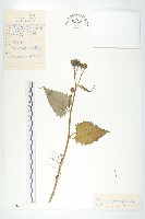 藏品(卵葉鳳毛菊)的圖片