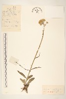 藏品(狗舌草)的圖片