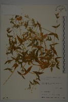 藏品(單蕊敗醬)的圖片