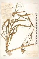 藏品(芼管草)的圖片