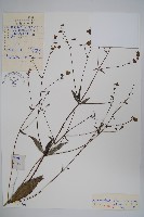 藏品(展枝沙參)的圖片
