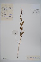 藏品(石沙參)的圖片