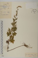 藏品(紅足蒿)的圖片