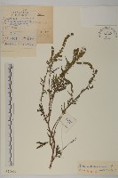 藏品(豬草、瘤果菊)的圖片