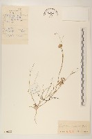 藏品(蝎尾菊)的圖片