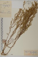 藏品(黃蒿)的圖片
