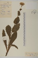 藏品(貓兒菊)的圖片