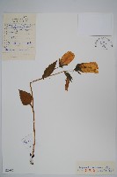 藏品(紫斑風鈴草)的圖片