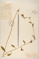 藏品(飛蓬)的圖片