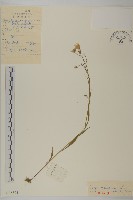 藏品(還陽參)的圖片