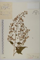 藏品(無毛山尖子)的圖片