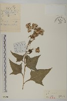 藏品(山尖子)的圖片