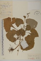 藏品(腺梗菜)的圖片