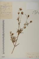 藏品(小花鬼針草)的圖片