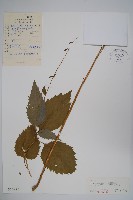 藏品(薄葉薺苨)的圖片