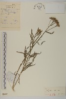 藏品(西伯利亞蓍)的圖片