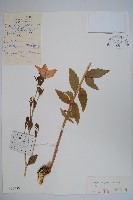 藏品(桔梗)的圖片