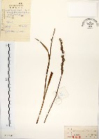 藏品(綬草)的圖片