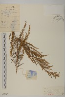 藏品(線葉蒿)的圖片