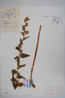 藏品(聚花風鈴草)的圖片