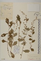 藏品(庵蒿)的圖片