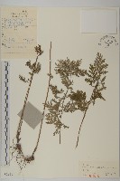 藏品(白蓮蒿)的圖片