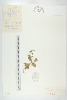 藏品(葶藶)的圖片