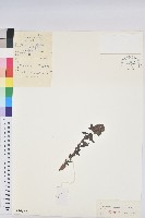 藏品(東北大戟)的圖片