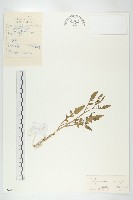 藏品(鳳花菜)的圖片