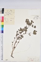 藏品(林大戟)的圖片